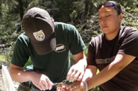 Photo of Apache youth assisting with fin clipping