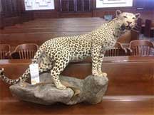 African leopard mount