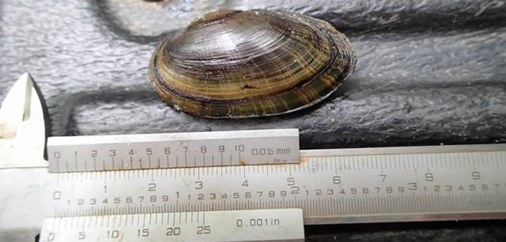 Rayed Creekshell