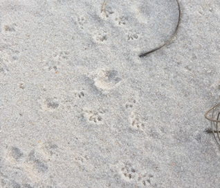 Beach mouse tracks