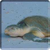 Photo of a Kemps Ridely Sea Turtle