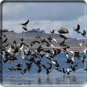 Image of a mixed flock of geese