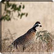 Photo of a northern bobwhite quail