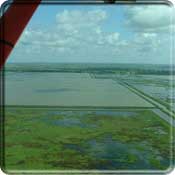 Photo of marsh lands on the Guld of Mexico