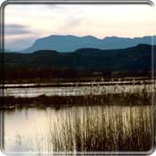 Image of landscape at Bosque del Apache