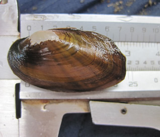 Small southern kidneyshell