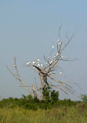 Wood Stork colony