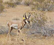 Pronghorn credit: james Atkinson, USFWS.