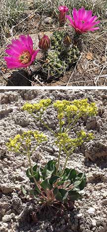 Top to bottom: Kuenzler bloom and gypsum wild-buckwheat.