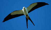 Swallow-tailed kite / Artur Pedziwilk ©