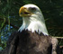 American bald eagle sitting in pine