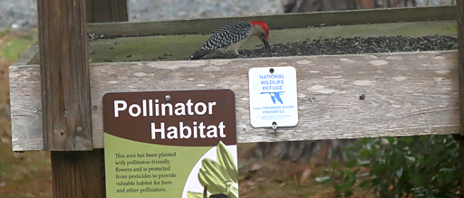 Pollinator Habitat sign and woodpecker / USFWS