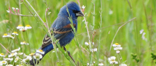 blue grosbeakin fleabane