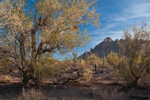 Ironwood Forest National Monument