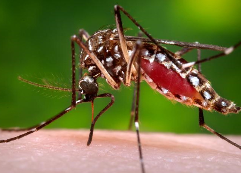	Zika Virus Mosquito