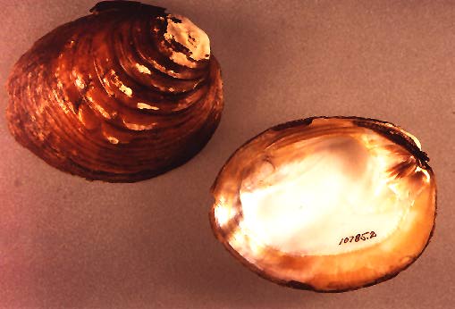 photo of white wartyback pearlymussel