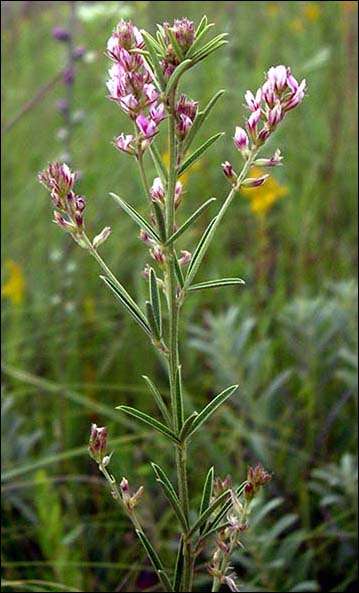 Prairie bush clover