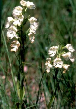 photo of western prairie fringed orchid