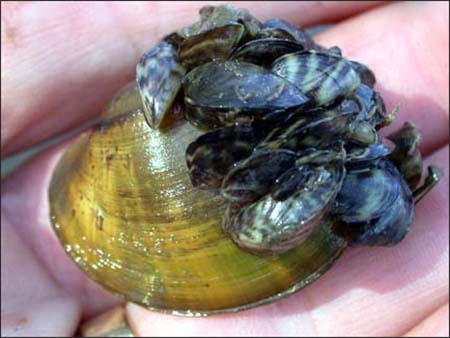 These zebra mussels have attached to a Higgins eye pearlymussels.