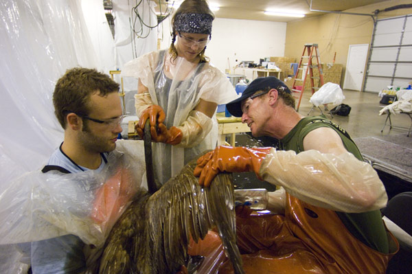 Three people cleaning an oiled bird.