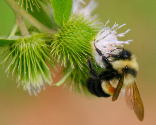 rusty patch bumble bee