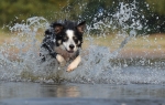 Prepare to keep yourself--and your pets--cool, healthy, and comfortable during extreme heat. | FEMA News Photo