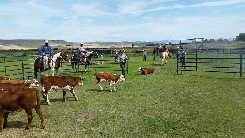 Cowboys roping cattle at the branding event.