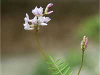 Jesup's milk-vetch