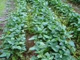 Cover Crop (cowpea) with irrigation in the southern part of Puerto Rico.