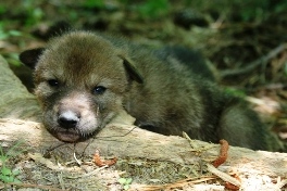 Red wolf pup resting