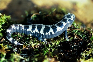 Marbled Salamander, Threatened.  Photo by Lori Erb.