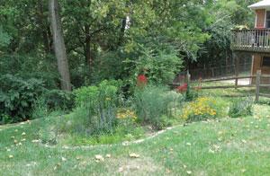 rain garden