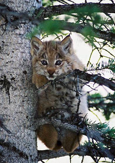 A lynx kitten in a tree. Photo Credit: Colorado Division of Wildlife.