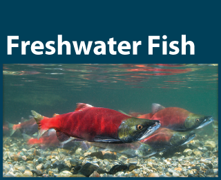 Photo: Salmon swiming underwater