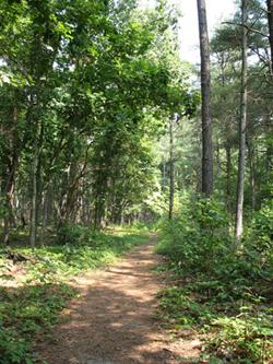 Path through a wildlife refuge in Delaware 