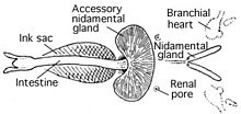 Diagram labeling siphon, intestine, nidamental gland, accessory nidamental gland, renal pore, and branchial heart.