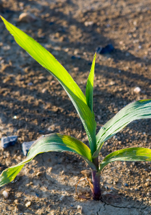 Stalk of corn growing