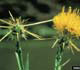 Yellow starthistle