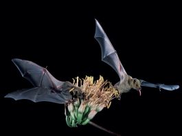 Two bats hovering over agave plant (U.S. Fish and Wildlife Service)