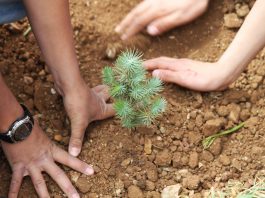 Саженец кедрового дерева (Courtesy of the Lebanon Reforestation Initiative)