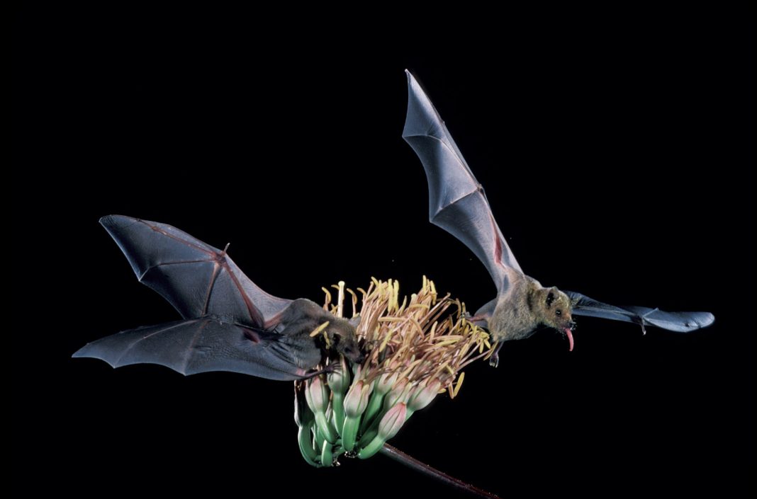 Two bats hovering over agave plant (U.S. Fish and Wildlife Service)