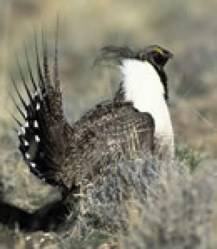 A photo of a sage grouse 