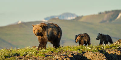 Interagency Grizzly Bear Study Team