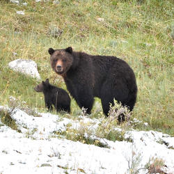 A female grizzly with a cub.  Adult females are considered the most important segment of the grizzly population and consequently