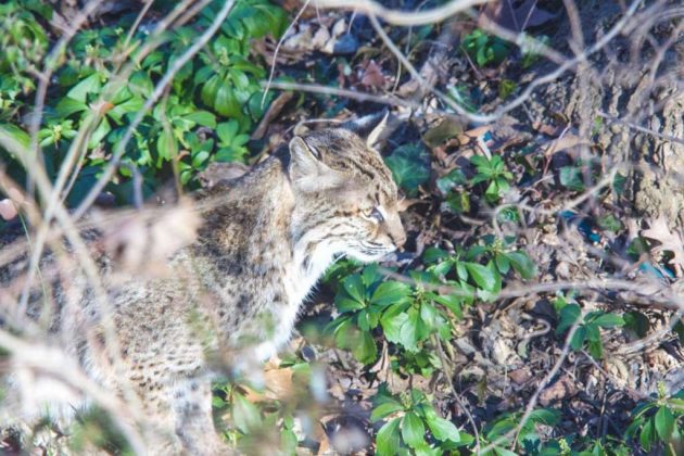 Possible bobcat sighting in Donaldson Run (photo courtesy @designpowers)