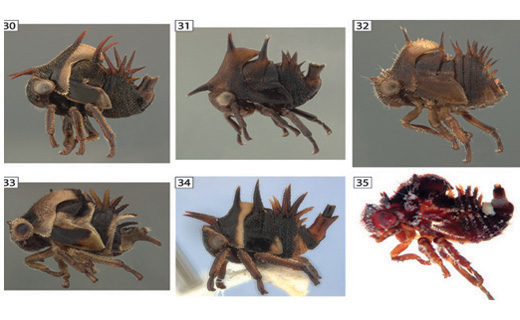 Treehopper nymphs often have large thorny structures as shown on these six individuals.