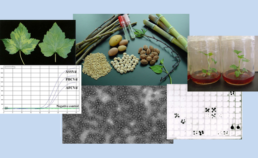 NGRL conducts research on plant pathogens of quarantine significance 