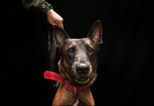 Close-up portrait of a brown dog with a red collar (State Dept./D.A. Peterson)