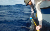 researchers measure a grey reef shark
