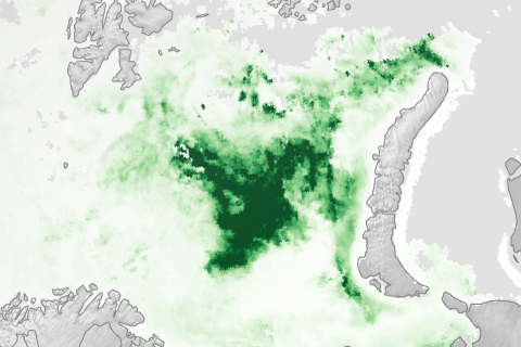 Rotater image: 2016 Arctic plant growth